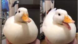 Duck happy Meme Template