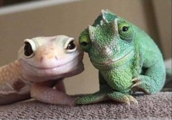 supportive lizards gecko grand-parents Meme Template