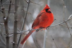 Cardinal In Charge Meme Template