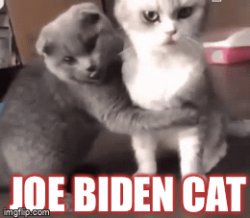 Joe Biden Cat Meme Template