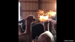 Alpaca breathing fire Meme Template