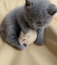 kitten and hamster Meme Template