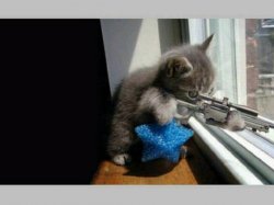 Cat with a gun Meme Template