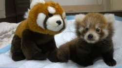 red panda friends! Meme Template