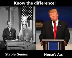 Stable genius vs. horse's ass Meme Template