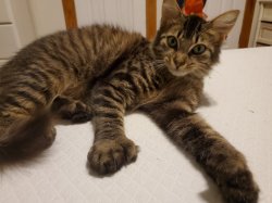 Tinkerbell's Paws Meme Template