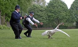 Hot Fuzz Goose Meme Template