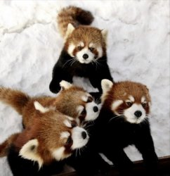 Red Panda QAnon  Family Meme Template