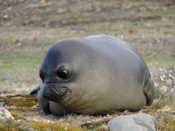 Intense Seal Meme Template