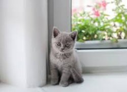 gray kitten staring Meme Template