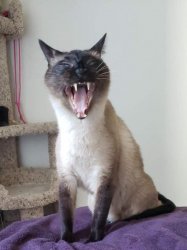 yawn cat Meme Template