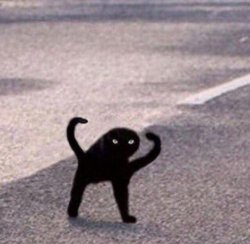 Angry black cat Meme Template