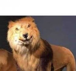 Surprised lion Meme Template