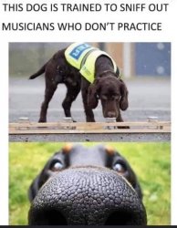 This dog is trained to X Y Meme Template