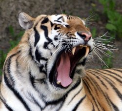 Tiger Yawn Meme Template