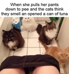 Cat She Pulling Down Pants Smelling Tuna Meme Template