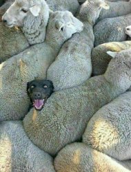 Dog among Sheep. Meme Template
