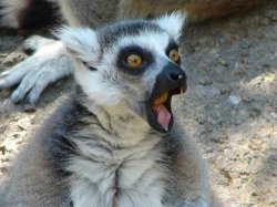 Surprised Lemur Meme Template