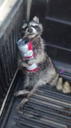 Drunk raccoon Meme Template