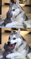 Husky Dog Surprised Meme Template