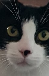 Fuck my life cat Meme Template