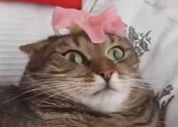 Petunia cat Meme Template