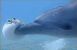 Dolphin Poking Pufferfish Meme Template