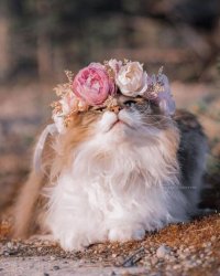 Flower Cat Meme Template