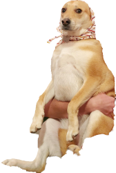 Babushka dog Meme Template