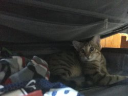 Suitcase Cat Meme Template