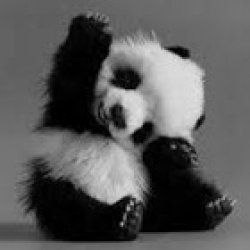 Baby Panda Meme Template