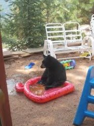 bear in ballpit Meme Template