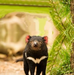 Tasmanian Devil Meme Template