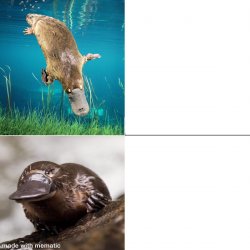 Platypus Drake Meme Template