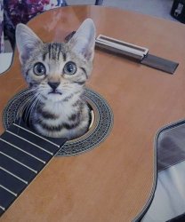 Cat in Guitar Meme Template