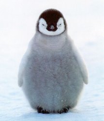 depressed penguin Meme Template