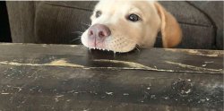 dog chomping table Meme Template