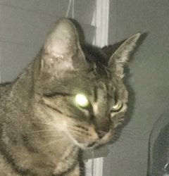 Angry cat Meme Template