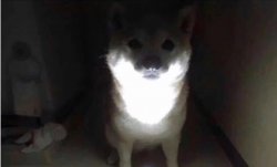 Shibe at 3AM Meme Template