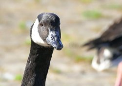 Serious Goose Meme Template