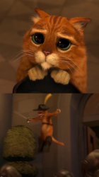 Harmless cat vs angry cat Meme Template