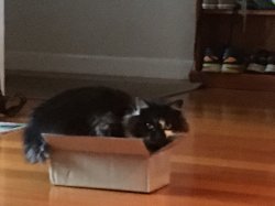 If I fits... Meme Template