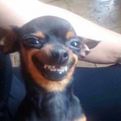 Black Chihuahua Meme Face Meme Template