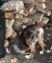 Dog in firewood Meme Template
