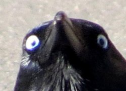 The Offended Crow Meme Template