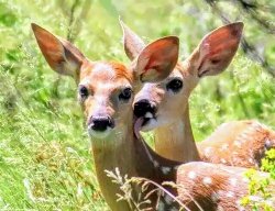 Deer lick Meme Template