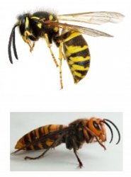 TWO BEES Meme Template