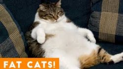 Fat Cat Meme Template