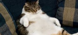 Fat Cat Meme Template