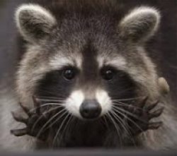 Raccoon has a deal for you Meme Template
